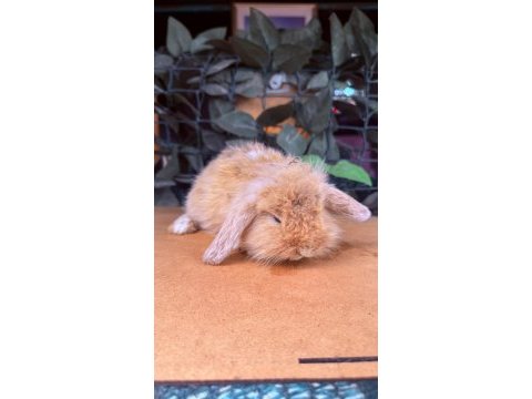 Hollanda lop ve cüce tavşan yavrular