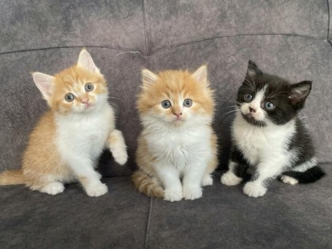 Sevimli persian yavrularımız yeni yuvalarını arıyor