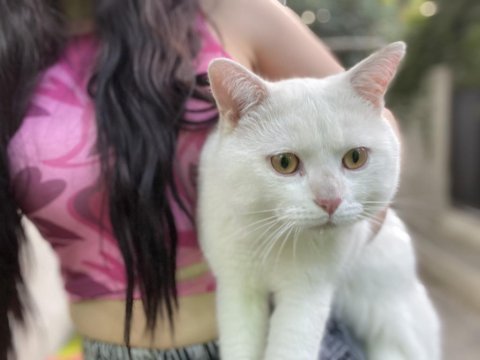 British shorthair 1 yaşında