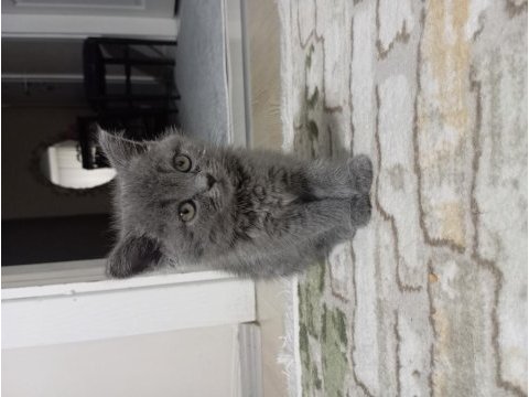 Yavru british shorthair