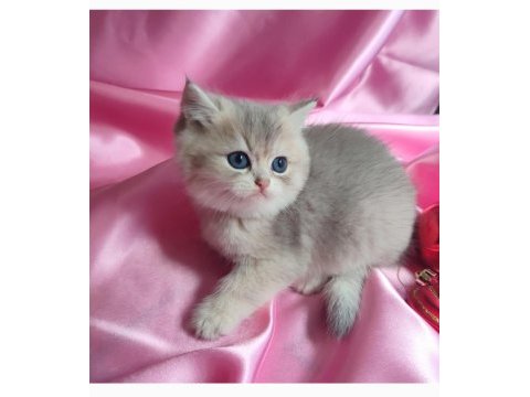 Şafkan british shorthair