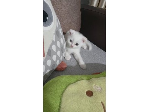 Şecereli babadan dişi ve erkek yavru kediler