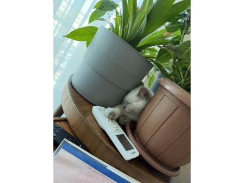 2 beyaz british shorthair blue poınt yavru