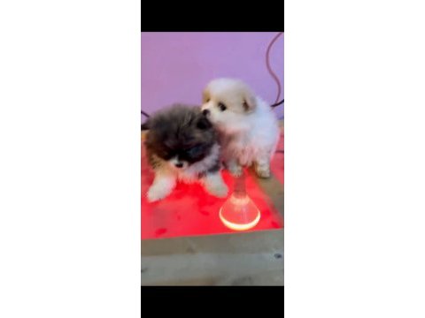 Sevimli pomeranian bebekler