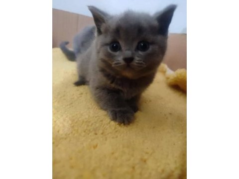 British shorthair çocuklarımı sahiplendiriyorum