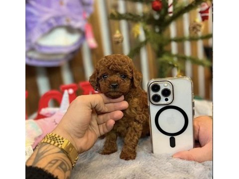 Mersin teacup toy poodle