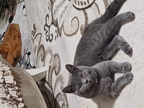 7 aylık british shorthair