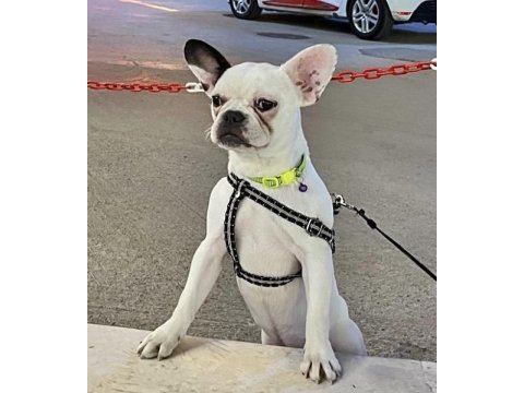 Kısırlaştırılmış french bulldog