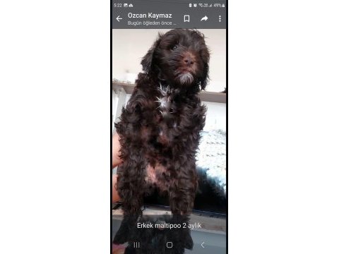 Maltipoo bebekler dişi erkek mevcud