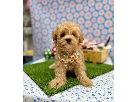 Dizayn ırk maltipoo sevimli bebekler 