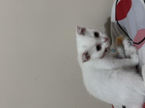 Süper yavrucuk british shorthair