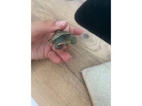 Yavru kırmızı yanak su kaplumbağası