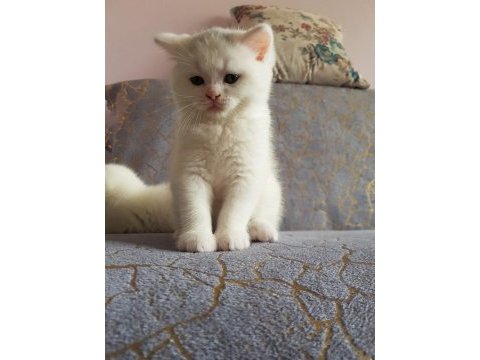 British ve shorthair yavrularımız teslime hazır