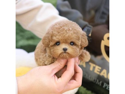 En akıllı ve tatlı toy poodle bebeklerımız