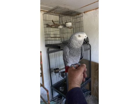 Oyun hamuru gibi jakomuz