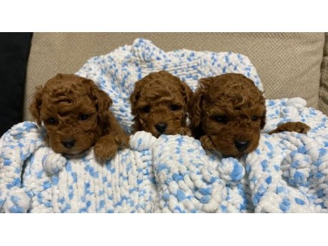 Irk sağlık ve kilo garantili safkan poodle bebeğim