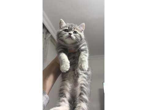 Güzeller güzelimiz kedimiz