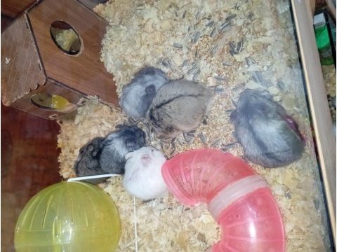 Yavru hamsterlar