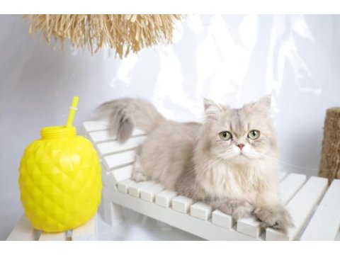 British longhair ay25 dişi