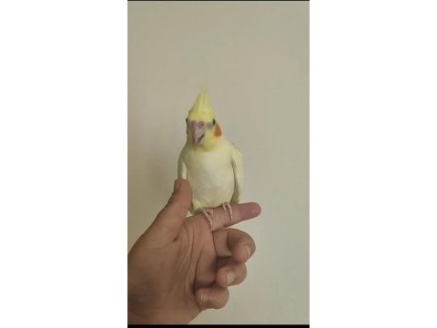 Ev üretimi sultan papağanı