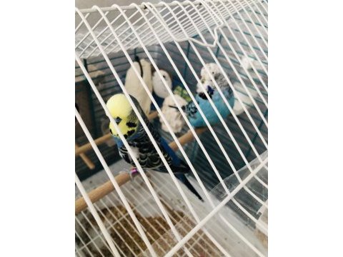 Eş muhabbet kuşlar 3 adet