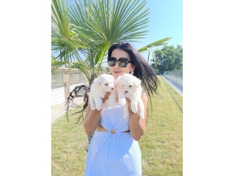 Terrier maltese yavrular