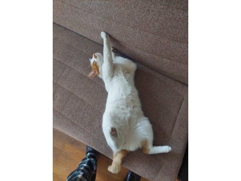 Bıyıklı beyaz kedimiz tarçın bey