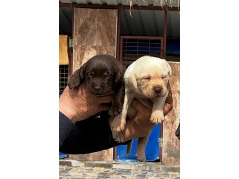 Labrador yavru köpekleri