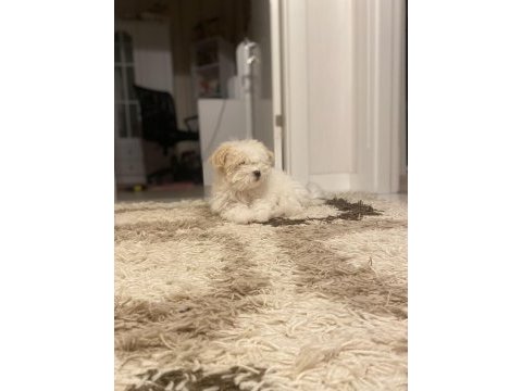 Yavru maltipoo 2 aylık