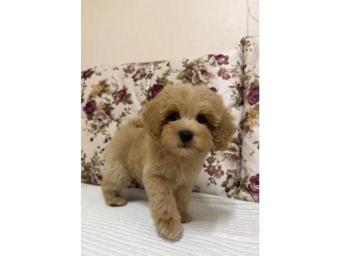 Biblo red maltipoo oğlumuz
