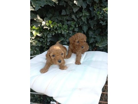 En tatlı poodle cinsi yavrularımız