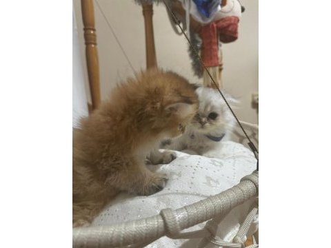 2 aylık british longhair yavrular yuva beklemektedir