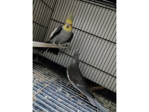 Sultan papağanı grey takım