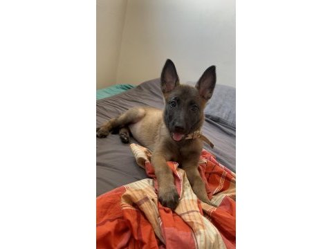 2 aylık safkan malinois