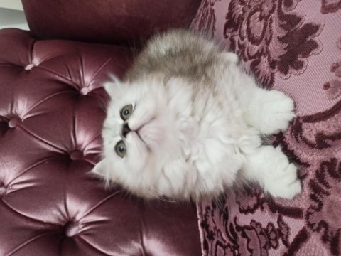 2 prenses 1 prens kedimiz yeni yavalarını arıyor