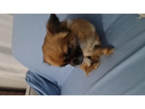 Çok sevimli ve eğitimli pekinez