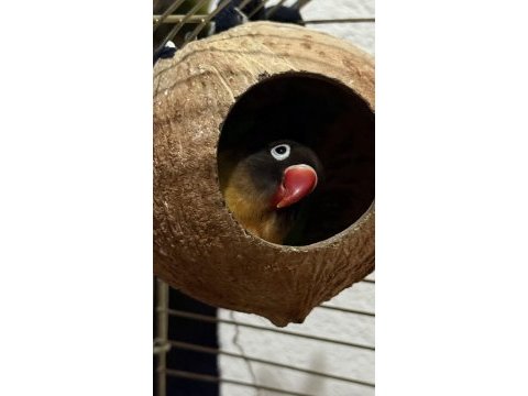En özgür ruhlu cennet papağanı