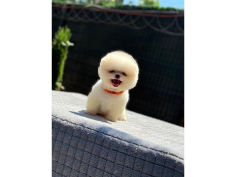 Yavru pomeranian boo köpekler