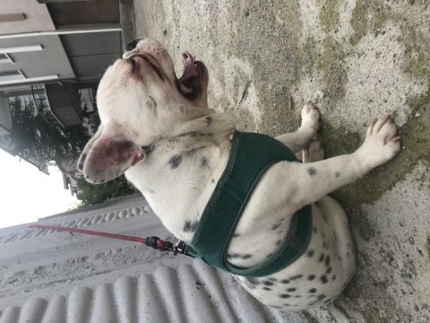 French bulldog 0 burun 0 kuyruk