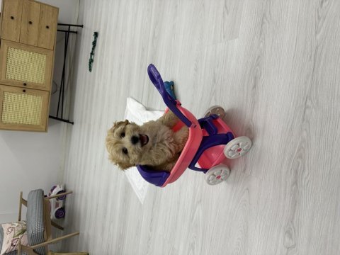 6 aylık apricot maltipoo