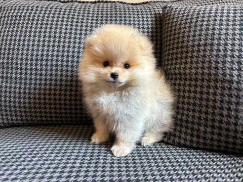 Pomeranian boo yavrularımız