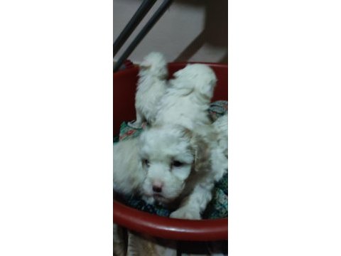 Minik yavrular maltese terrrier