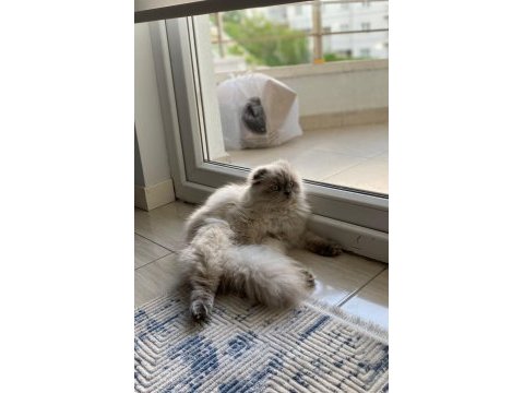Scottish fold 10 aylık
