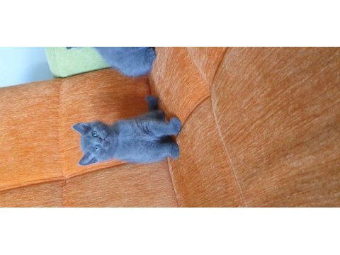 Süper kalite british shorthair yavru