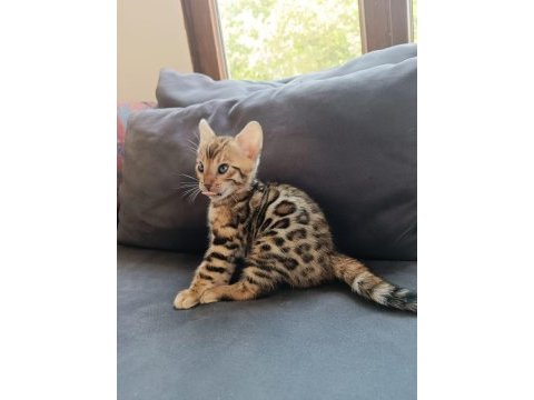 Wcf show class bengal bebekler