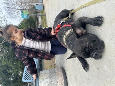 Evcil oyuncu sahiplenici bulldog dostumuza acil yuva