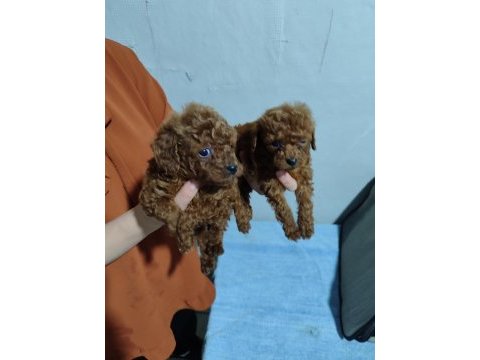 Baba kore anne toy poodle bebekler