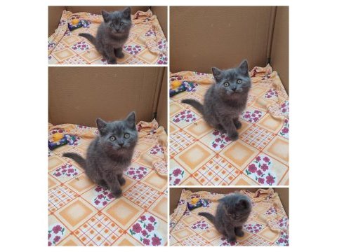 Güzel scottish fold yavrularımız