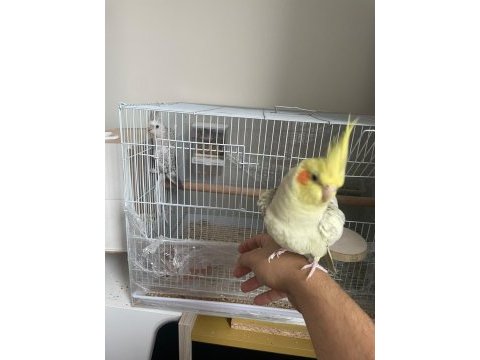 Sağlıklı evcil genç çift sultan papağanı