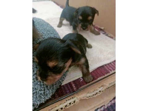 Yorkshire terrier yavru